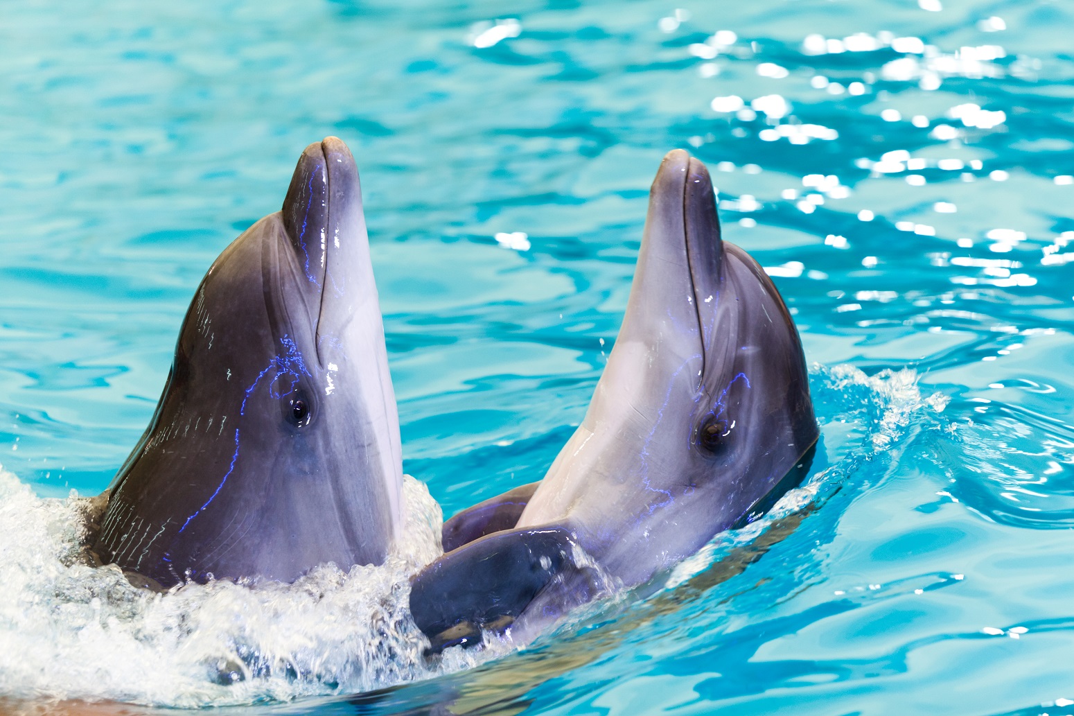 ebaño con delfines