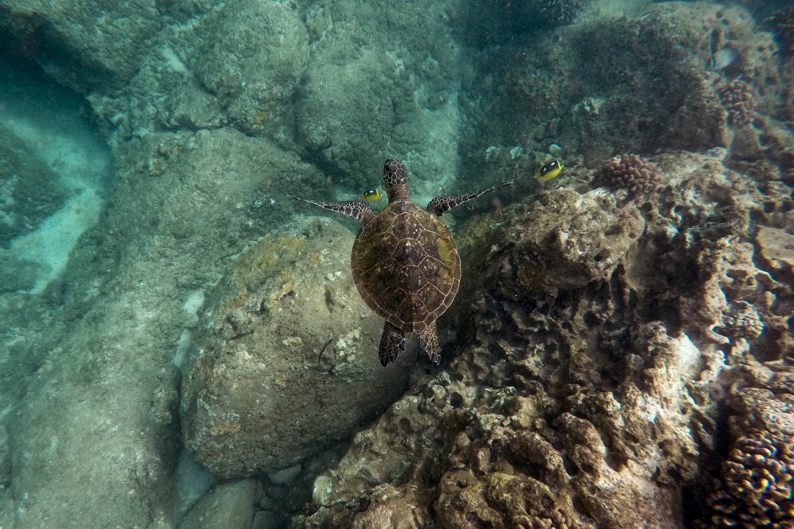 tortuga marina en el caribe mexicano