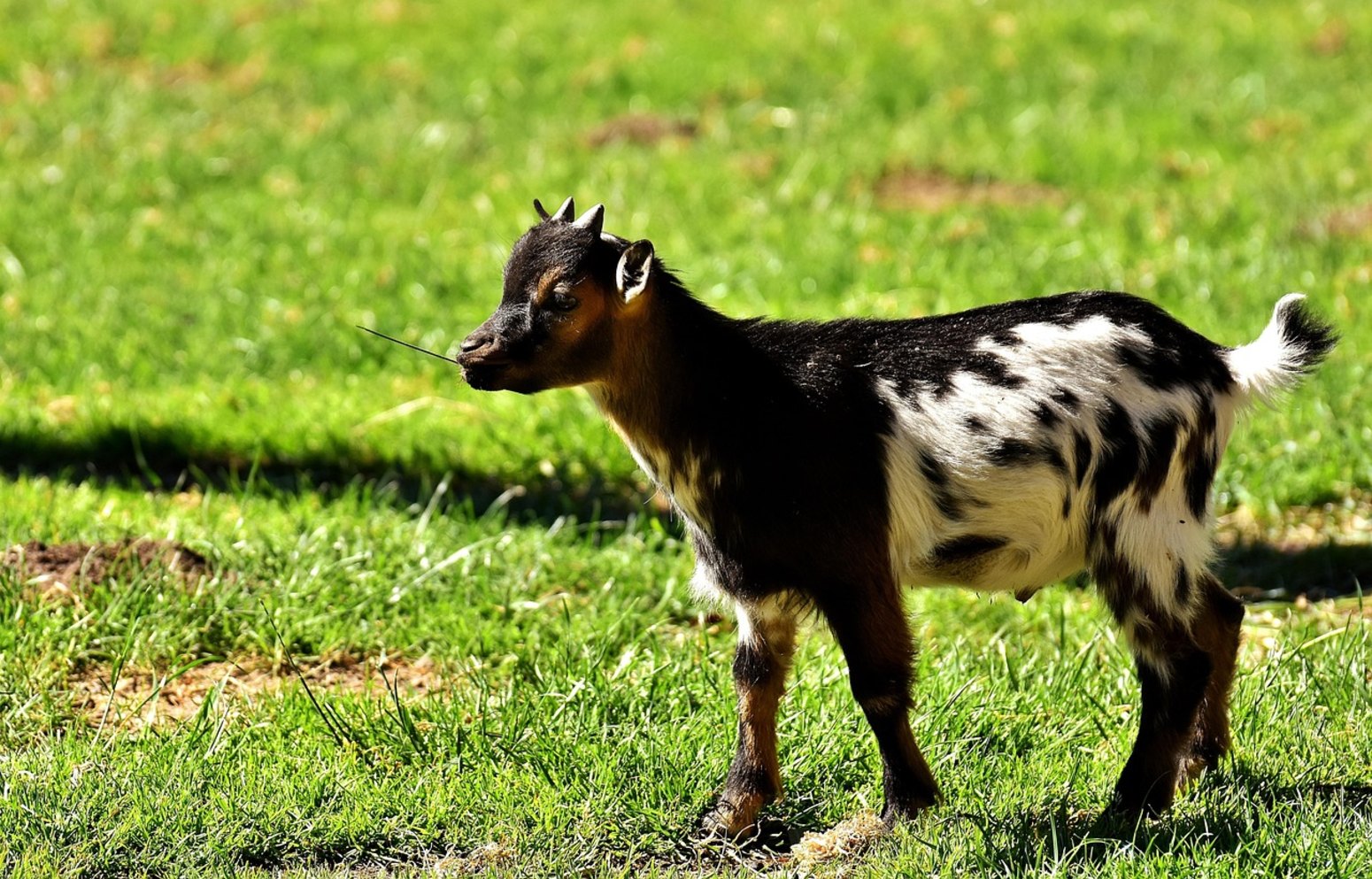 Cabrita en una granja rural
