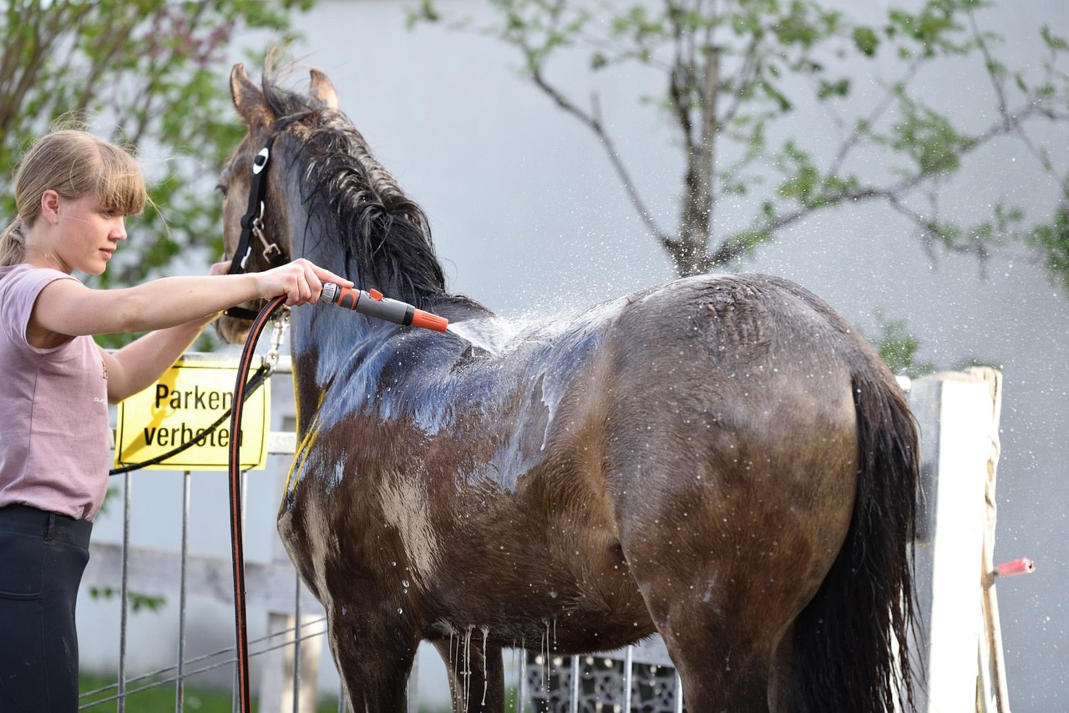 Niña con un caballo en la granja