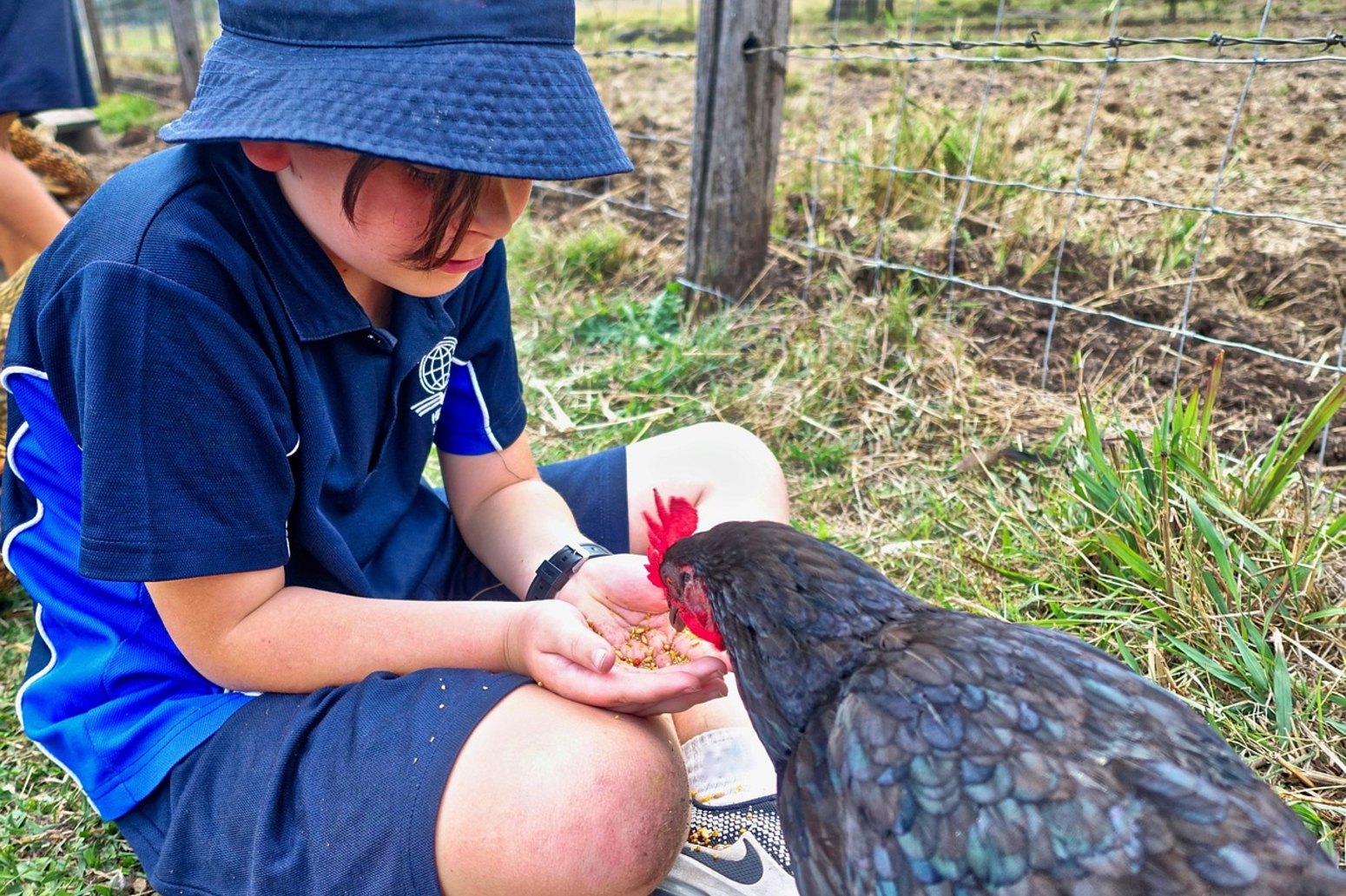 Niño dando de comer a las gallinas en la granja