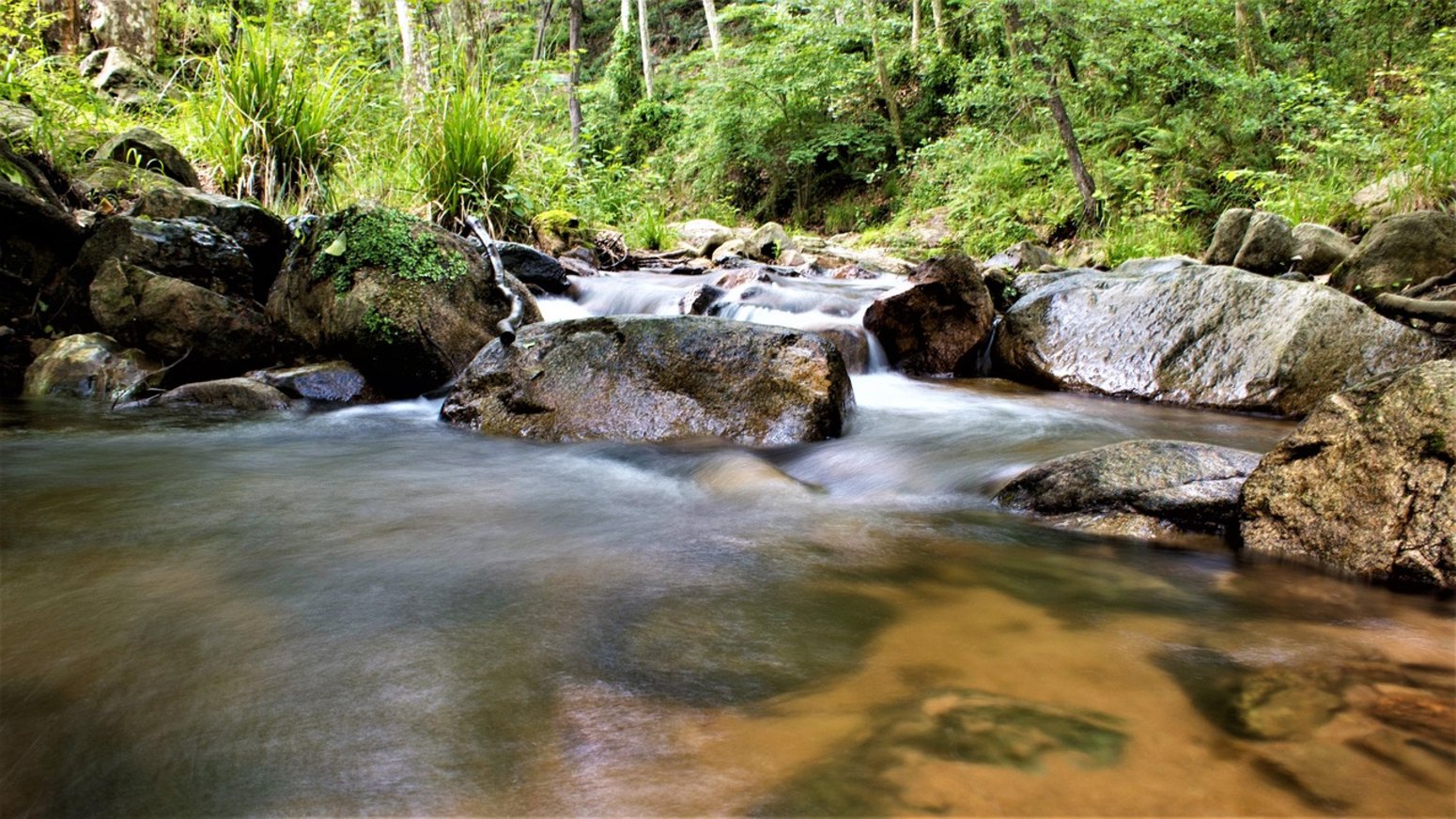 Río en el bosque del Montseny