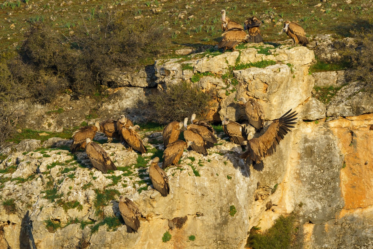 Buitre leonado en el Parque Nacional de Monfragüe