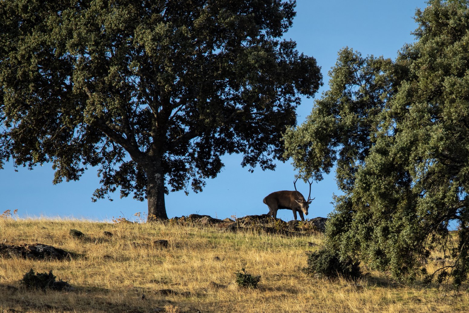 Parque Nacional de Monfragüe, viaje monoparental a Extremadura